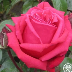 Rose Rhapsody™>Heirloom Roses Discount