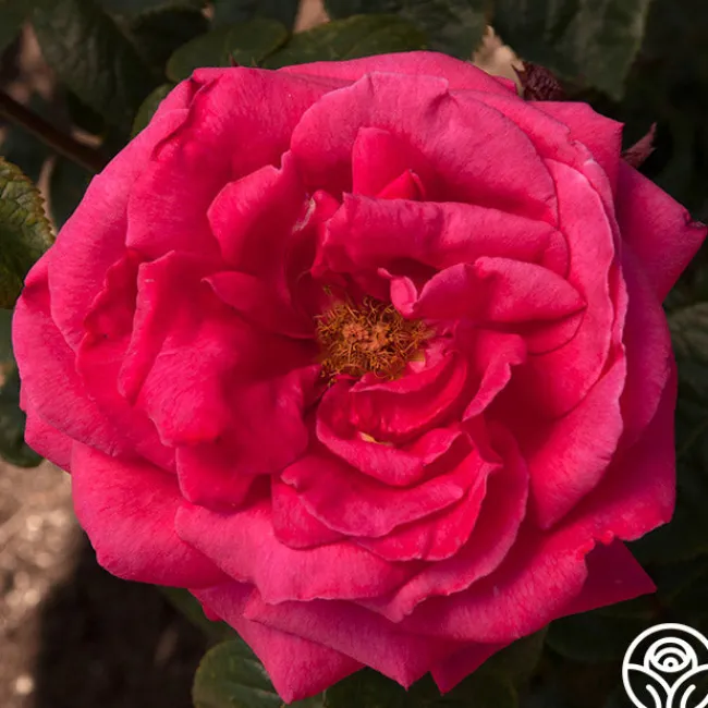 Rose Rhapsody™>Heirloom Roses Discount