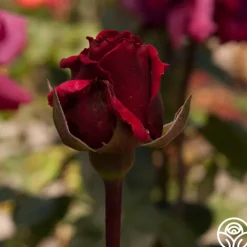 Rose Rhapsody™><noscript><img width=