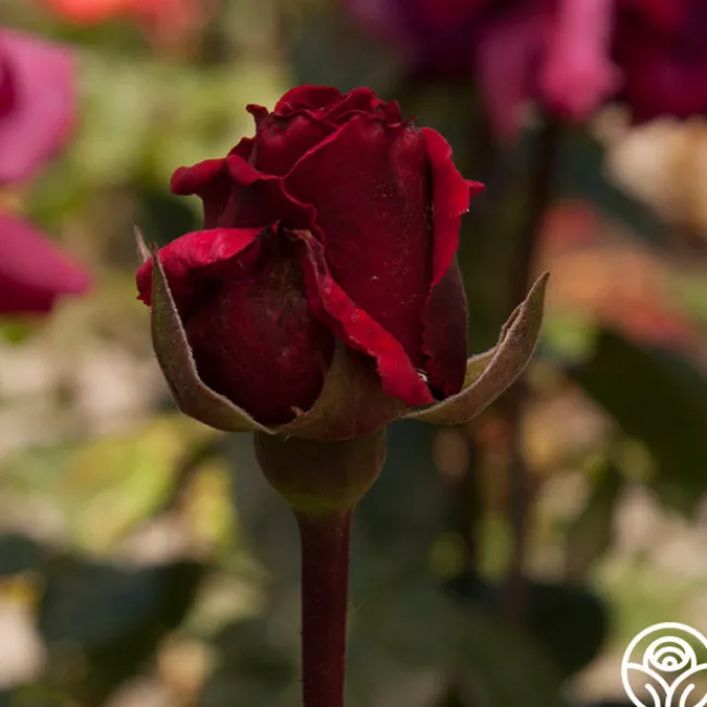 Rose Rhapsody™>Heirloom Roses Discount
