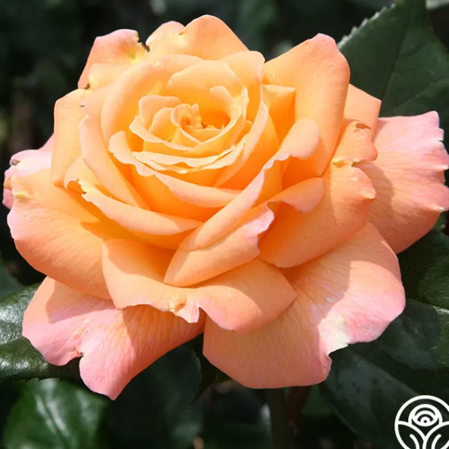 Rosemary Harkness™>Heirloom Roses New