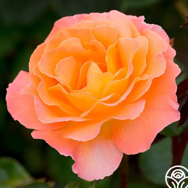 Rosemary Harkness™>Heirloom Roses New