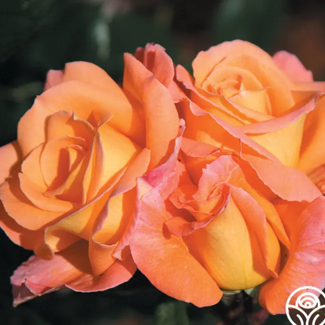 Rosemary Harkness™>Heirloom Roses New