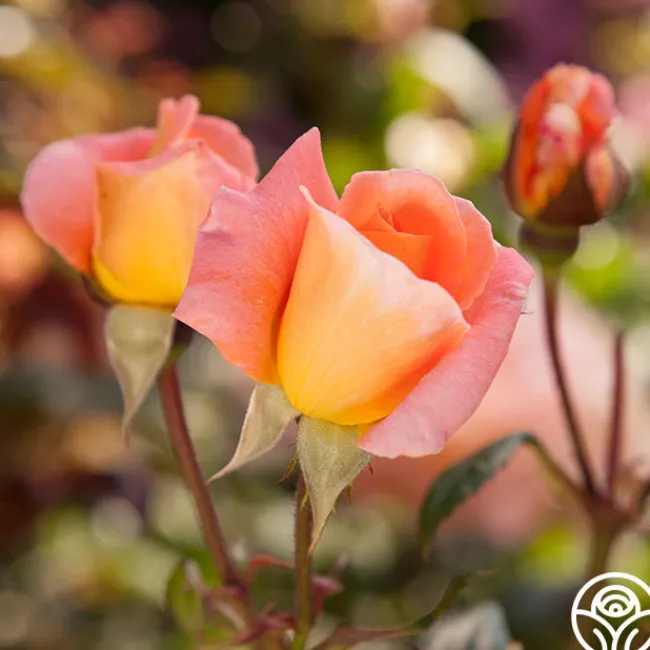 Rosemary Harkness™>Heirloom Roses New