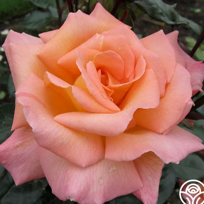Rosemary Harkness™>Heirloom Roses New