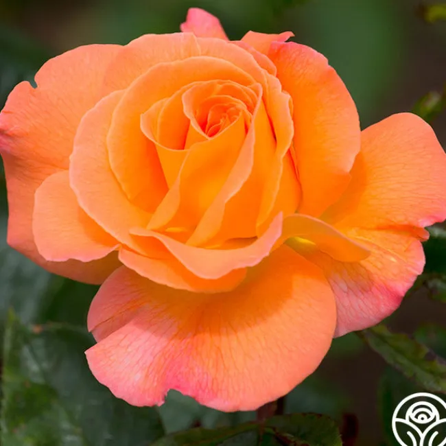 Rosemary Harkness™>Heirloom Roses New