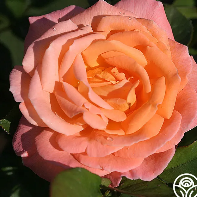 Rosemary Harkness™>Heirloom Roses New