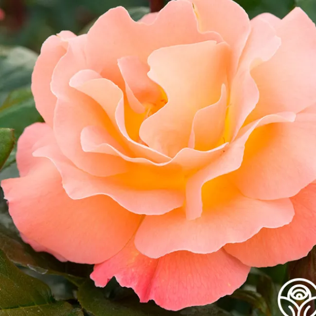 Rosemary Harkness™>Heirloom Roses New