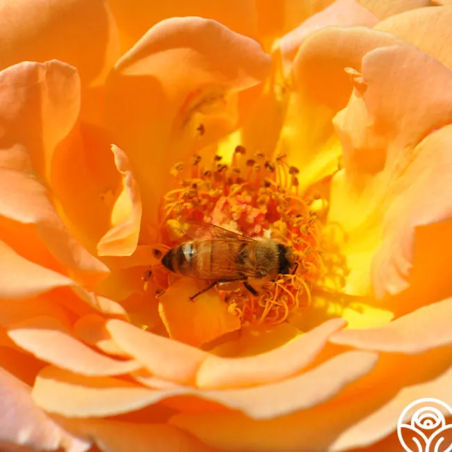 Rosemary Harkness™>Heirloom Roses New