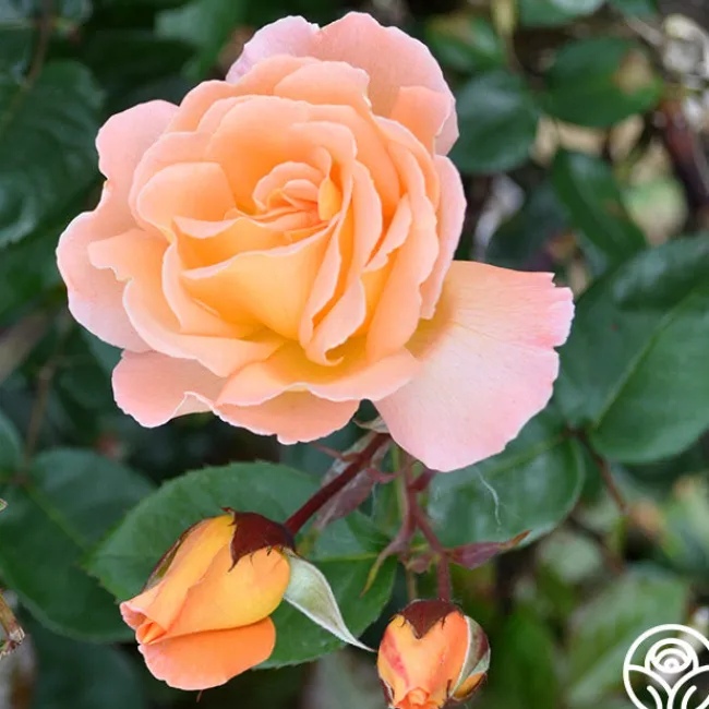 Rosemary Harkness™>Heirloom Roses New