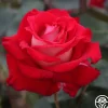 Rosie O'Donnell>Heirloom Roses Best