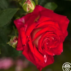 Rosie O'Donnell>Heirloom Roses Best