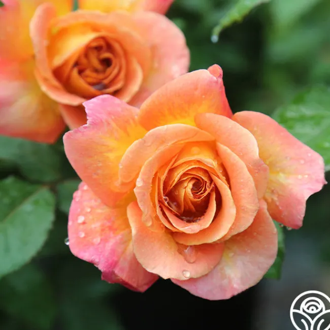 Rosie the Riveter™>Heirloom Roses Best