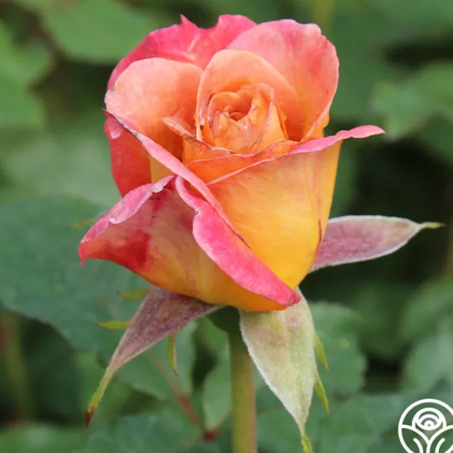 Rosie the Riveter™>Heirloom Roses Best