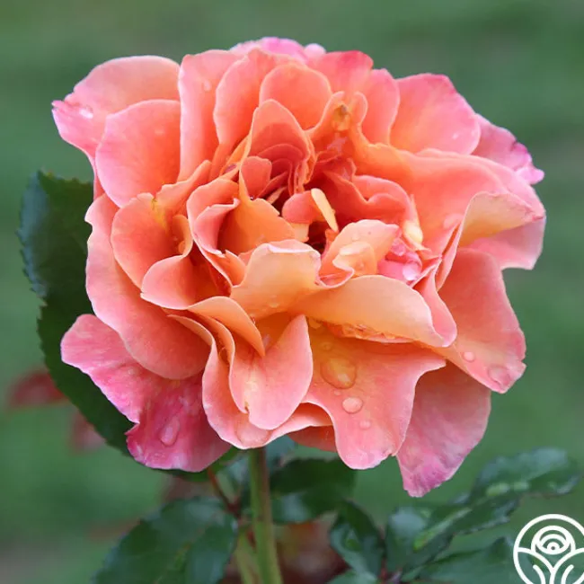 Rosie the Riveter™>Heirloom Roses Best