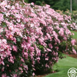 Rosy Hedge>Heirloom Roses Best