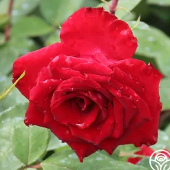 Rouge Rhapsody>Heirloom Roses Outlet