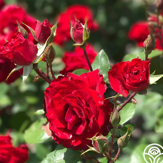Rouge Rhapsody>Heirloom Roses Outlet