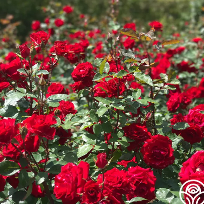 Rouge Rhapsody>Heirloom Roses Outlet