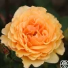 Royal Amber™>Heirloom Roses Hot