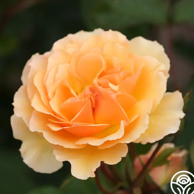 Royal Amber™>Heirloom Roses Hot
