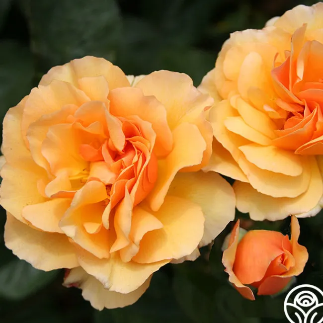 Royal Amber™>Heirloom Roses Hot