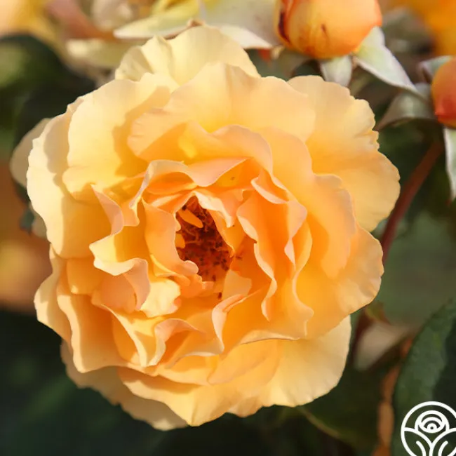 Royal Amber™>Heirloom Roses Hot