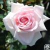 Royal Highness>Heirloom Roses Outlet