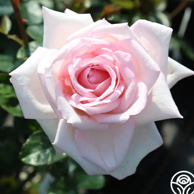 Royal Highness>Heirloom Roses Outlet