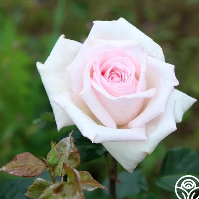 Royal Highness>Heirloom Roses Outlet