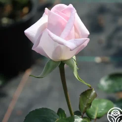 Royal Highness><noscript><img width=