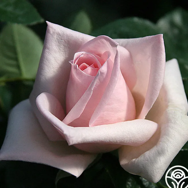 Royal Highness>Heirloom Roses Outlet