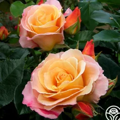 Royal Pageant™>Heirloom Roses Sale