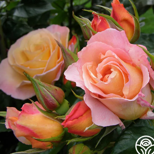 Royal Pageant™>Heirloom Roses Sale