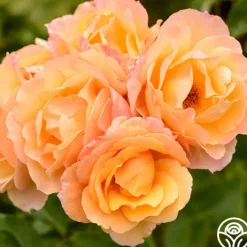 Royal Pageant™><noscript><img width=