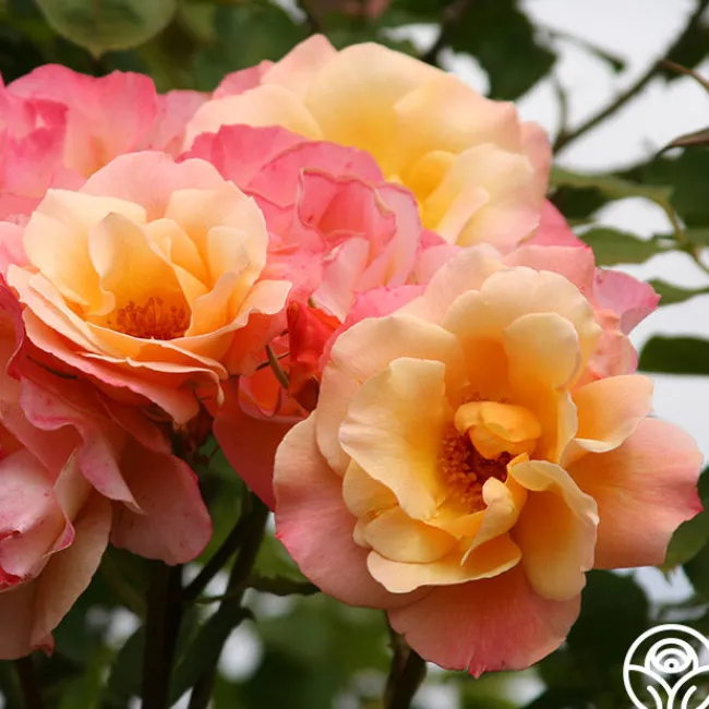 Royal Pageant™>Heirloom Roses Sale