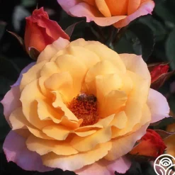 Royal Pageant™><noscript><img width=