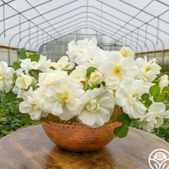 Royal Swan™>Heirloom Roses Best