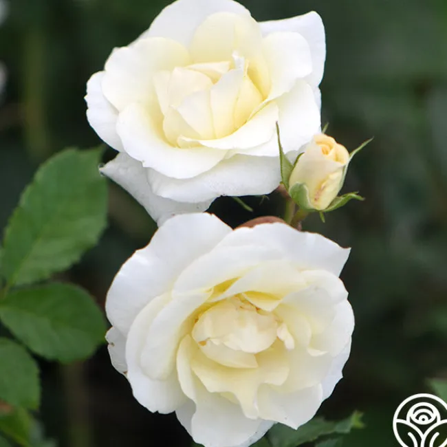 Royal Swan™>Heirloom Roses Best