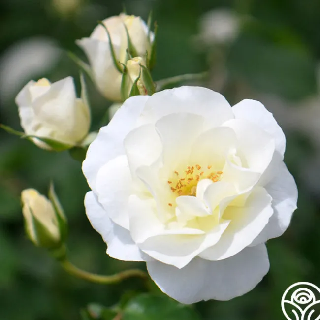 Royal Swan™>Heirloom Roses Best