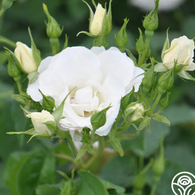 Royal Swan™>Heirloom Roses Best
