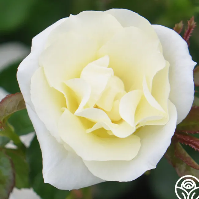 Royal Swan™>Heirloom Roses Best