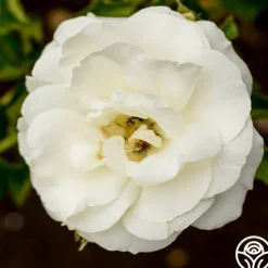 Royal Swan™><noscript><img width=