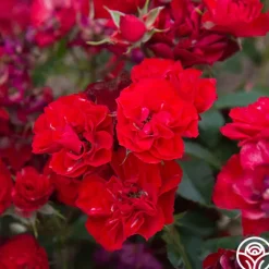 Ruby Meidiland®>Heirloom Roses Hot