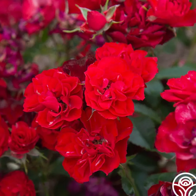 Ruby Meidiland®>Heirloom Roses Hot