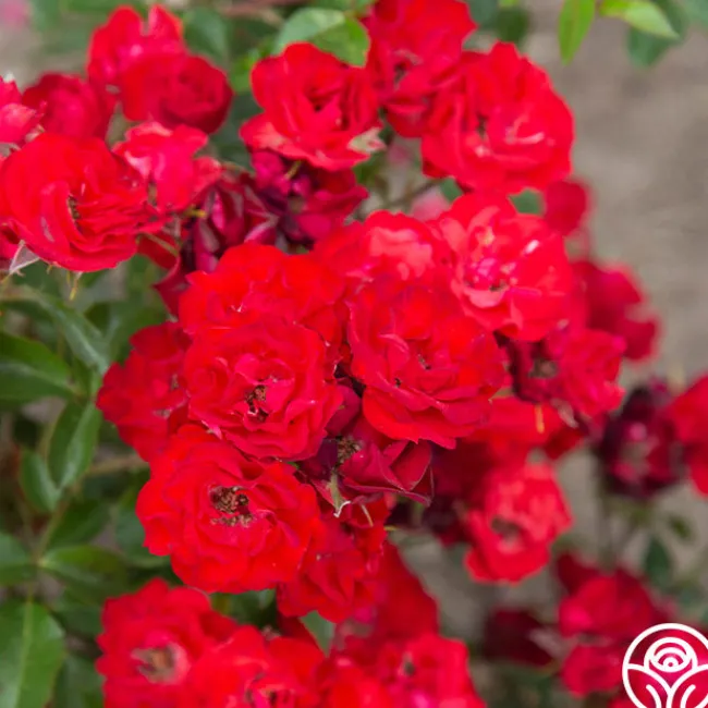 Ruby Meidiland®>Heirloom Roses Hot