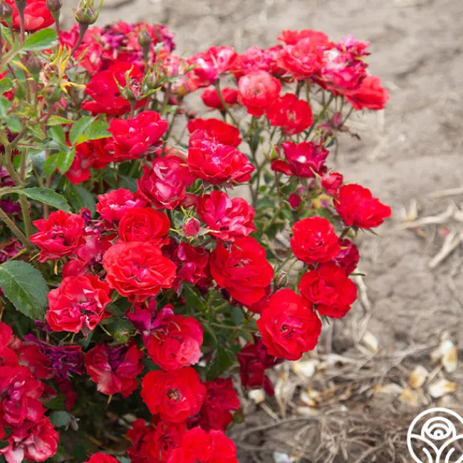 Ruby Meidiland®>Heirloom Roses Hot