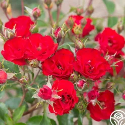 Ruby Meidiland®><noscript><img width=