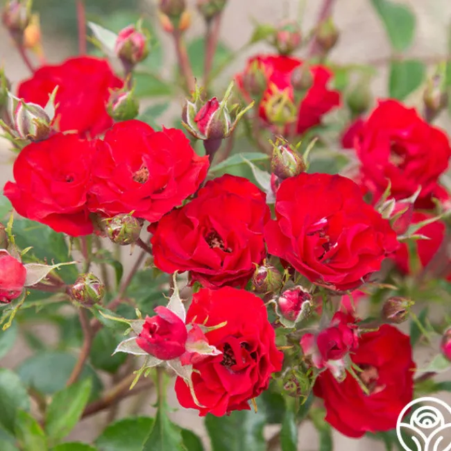 Ruby Meidiland®>Heirloom Roses Hot