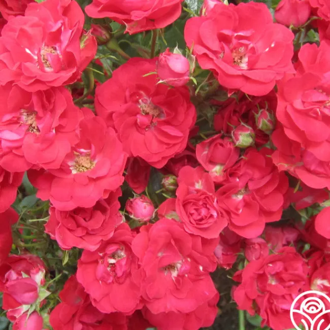 Ruby Meidiland®>Heirloom Roses Hot
